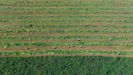 Aerial-panning-shot-of-flight-of-storks-feed-in-grass-field-1
