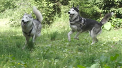 Huskies-playing-on-green-glade