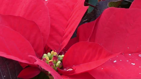 Extreme-close-up-of-the-Christmas-flower