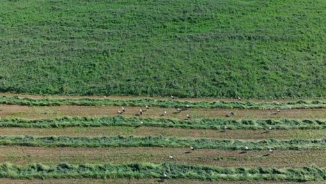 Aerial-drone-shot-over-storks-in-grass-field