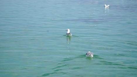 Seagull-swiming-at-the-clearwater-,-close-up