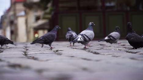 Cat-scaredthe-pigeons-on-the-street
