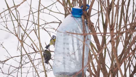 Pájaros-Comiendo-En-El-Parque-De-Invierno