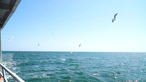 View-of-flying-seagulls-from-the-boat