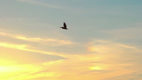 Pelikan-Fliegt-In-Zeitlupe-Durch-Den-Abendhimmel