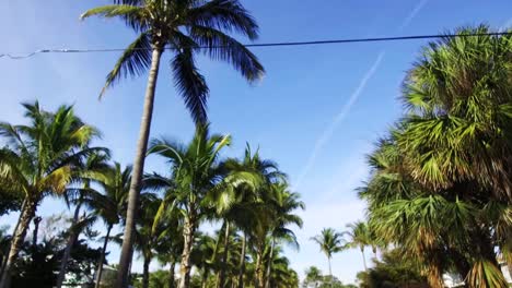 Camera-tilted-up-at-palm-tree-lined-street-on-a-sunny-day