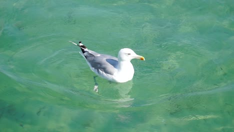 Seagull-drifting-at-clearwater-on-the-sea-and-eating-yummys