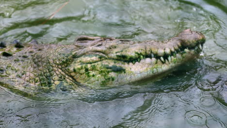 Alligator-being-aggressive-eating-in-swamp-in-slow-motion