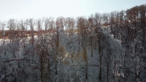 Luftdrohne-Im-Verschneiten-Wald-Mit-Sonnenstrahlen-Zwischen-Bäumen