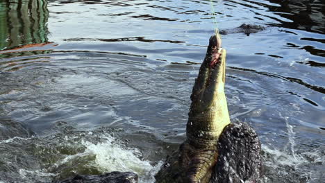 Alligator-Springt-In-Zeitlupe-Nach-Fleisch-Aus-Dem-Wasser