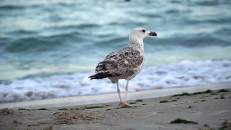 Seagull-on-the-sea-coast-peck-and-run-to-the-sea