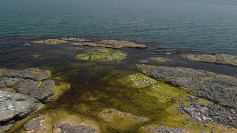 Drone-circle-shot-around-seagulls-on-sea-cliffs