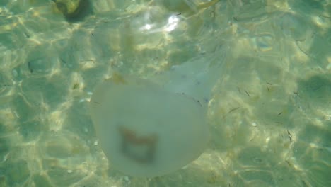 Jellyfish-drifting-underwater-at-the-sea