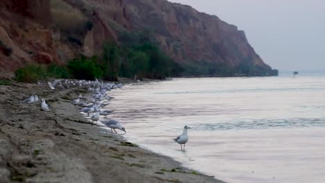 Seagulls-on-the-beach-in-the-morning-close-up
