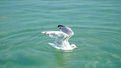 The-seagull-spread-its-wings-on-clearwater-at-the-sea
