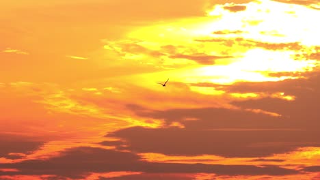 Slow-motion-bird-flies-through-sunset-lit-clouds