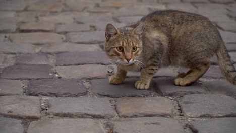 Cat-looks-into-the-camera-and-then-runs-away-on-paving-stone-background