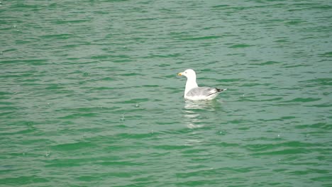 Swiming-seagull-at-the-rain,-close-up-shot