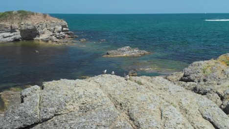 Sea-gulls-on-a-sea-rock-in-aerial-panning-arc-FHD-shot---Lozenets,-Bulgaria