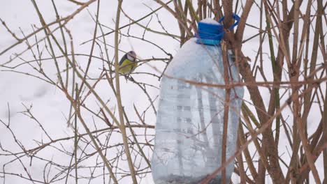 Pájaros-De-Invierno-En-El-Parque,-De-Cerca