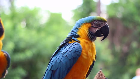 Blue-and-yellow-macaw-parrot-staring-at-camera