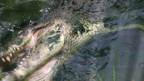 Alligator-Beißt-In-Zeitlupe-Aggressiv-In-Wasser