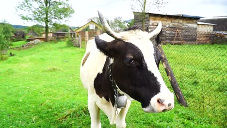 Cow-on-the-countryside