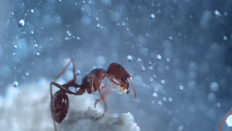 Close-up-macro-of-harvester-ants-working-moving-sand-and-forming-tunnels-in-an-ant-farm
