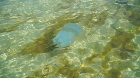 Qualle,-Die-In-Clearwater-Am-Meer-Schwimmt
