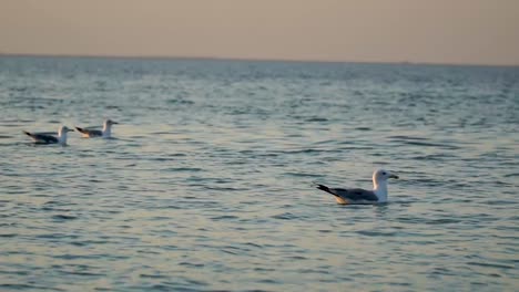 Swiming-seagulls-at-the-sunset-sea,-close-up-shot