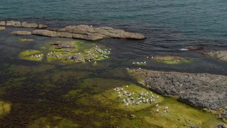 Drone-pan-shot-over-seagulls-on-sea-cliffs