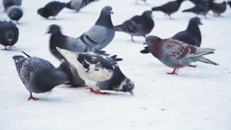 Pigeons-pecking-on-the-snow