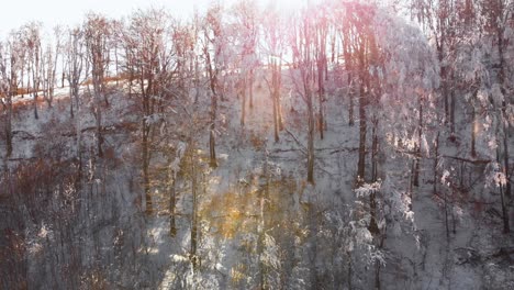 Rising-drone-shot-in-snowy-forest-and-sunbeams-between-trees