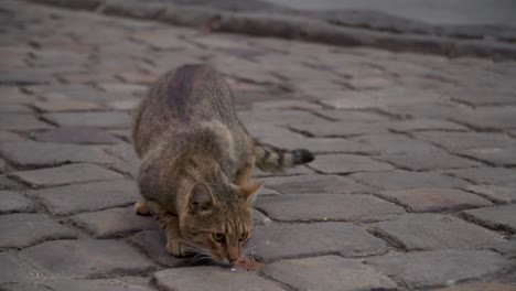Katze-Sucht-Etwas-Auf-Dem-Bürgersteig