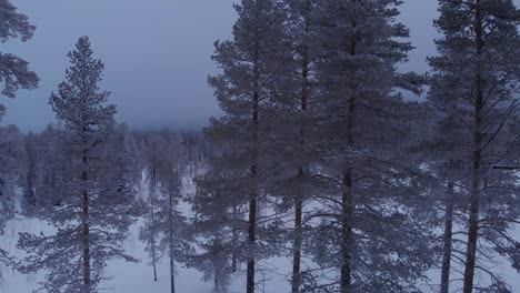 Aerial-video-following-frozen-trees-up-in-a-forest-with-snow-covered-trees-in-Idre,-Sweden-during-a-cloudy-day-with-fog