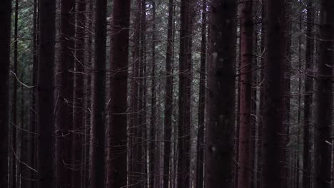 Mystische-Bäume-Im-Wald,-Nahaufnahme