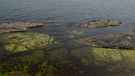 Drone-wide-footage-over-seagulls-on-sea-cliffs