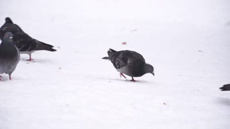 Pigeons-on-the-snow,-close-up-shot
