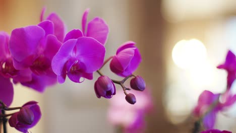 Vibrant-pink-orchid-in-focus-in-foreground-with-bokeh-in-background