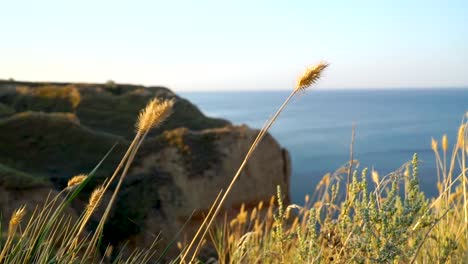 Waving-yellow-grass-on-the-wind-with-cliffs-and-the-sea-on-the-background