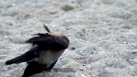Schwarzer-Und-Grauer-Vogel,-Der-Auf-Dem-Schmutzigen-Strand-Spaziert