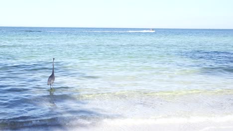 Heron-Bird-watches-Jet-ski-ride-through-background-of-frame-off-Florida-Gulf-Coast