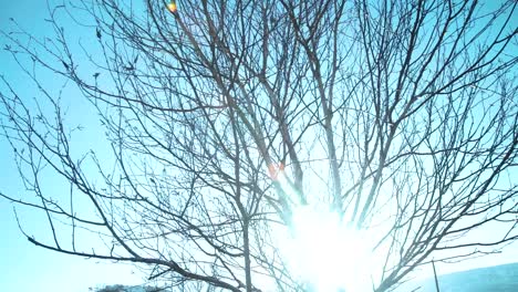 Langsamer-Pan-Track-Um-Einen-Baum-Herum,-Während-Sonnenlicht-Durch-Die-Äste-Bricht,-Mit-Schneebedeckten-Englischen-Bergen-Im-Hintergrund