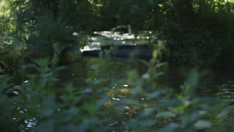 Focus-pull-from-English-nettles-in-foreground-to-flowing-river