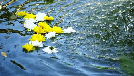 White-and-yellow-flowers-float-in-fountain-water