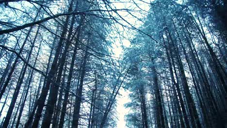Walking-down-snowy-path-looking-up-at-snow-covered-trees-in-the-woods