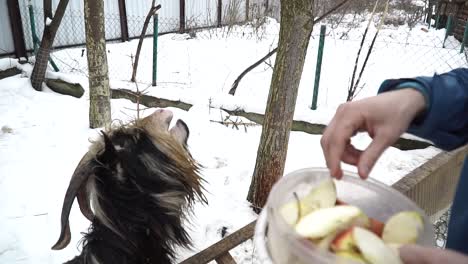 Goat-eats-apples-from-human-hands