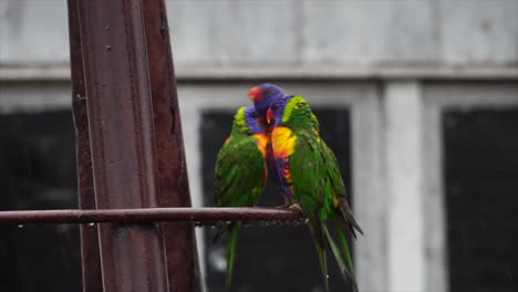 SLOW-MOTION:-Colourful-bird-taking-off-from-metal-bar-in-the-rain