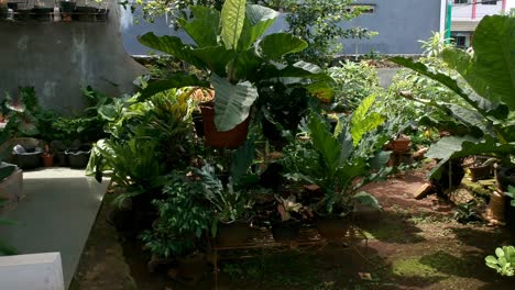 Video-of-garden-with-foliage-house-plants