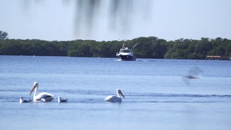 Large-Fishing-boat-with-sonar-in-background,-white-pelicans-and-seabirds-fly-in-foreground-on-Florida-Bay